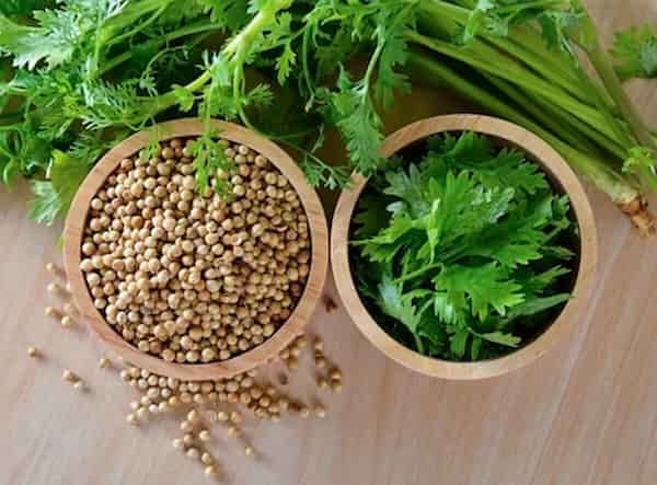 تصویر 5 از قیمت خرید بذر گشنیز خارجی با فروش عمده